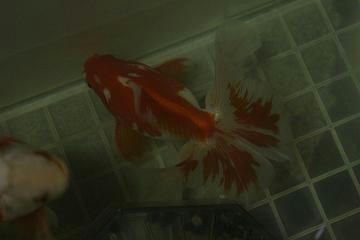 土佐錦魚