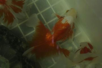 土佐錦魚