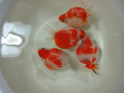 紅白１