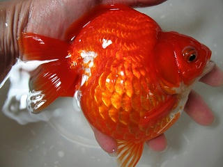 紅