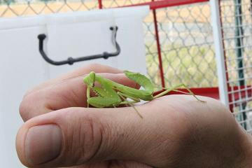 カマキリ