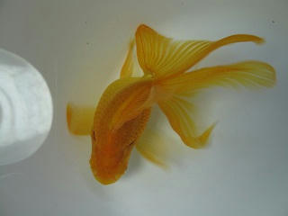 yuuga