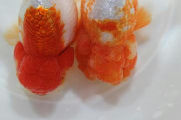 仲良く撮影です　2匹のみ