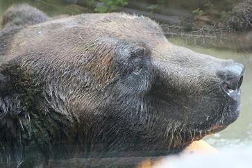 ヒグマさん