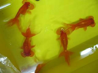 吉岡養魚場産　すいほうがん