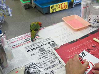 ナナイロメキシコインコ