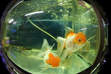 金魚部・水族館