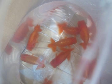 弥冨産 深見らんちゅう