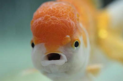 あんぐり