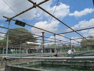 金魚展示場