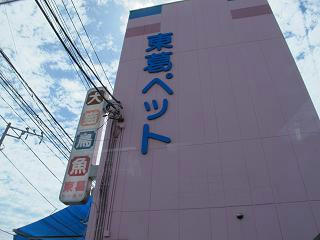 本店