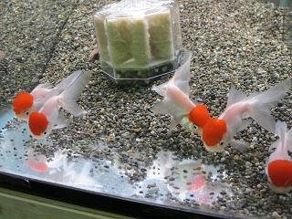 飯田丹頂