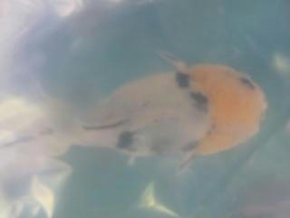 獅子頭