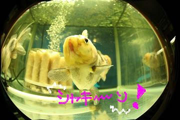 ぷっくり。
