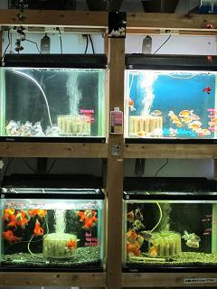変った金魚がたくさんいます！