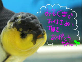 ありがとうございました！