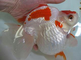 でっぷり！
