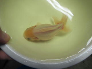 ありがとうございます。