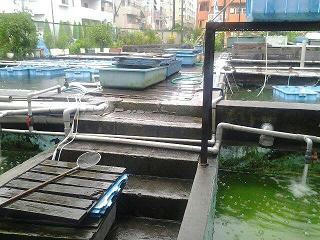 雨凄かった!