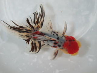 斧田観賞魚センター | ＊ 東錦ローズテール 明け三歳