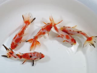 専用ページ 桜 金魚 aquapet_sc-101-000120