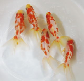 国産 桜琉金 2歳 ぶちぶち柄｜ペットのデパート東葛・金魚部