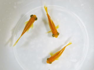 金魚 GEX 金魚元気プロバイオフード 色揚げ 220g 金魚 顆粒 浮上性