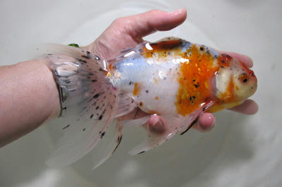 木村産 ジャンボ東錦｜ペットのデパート東葛・金魚部