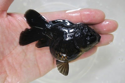 フナ尾？ 黒オランダ｜ペットのデパート東葛・金魚部