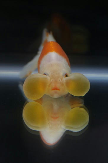 フェアの金魚ちゃんたち 正面顔編|ペットのデパート東葛・金魚部 フェアの金魚ちゃんたち 正面顔編|ペットのデパート東葛・金魚部