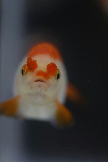 フェアの金魚ちゃんたち 正面顔編|ペットのデパート東葛・金魚部 フェアの金魚ちゃんたち 正面顔編|ペットのデパート東葛・金魚部