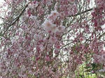 PICT0012p.JPG