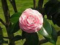 PICT0015pp.JPG