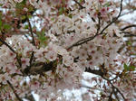 sakura.jpg