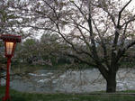 sakura3.jpg