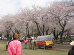 sakura7.jpg