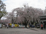 sakura9.jpg