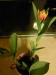 flower.jpg