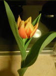 flower01.jpg
