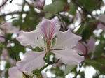 flower02.JPG