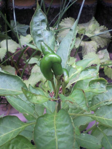 pepper1.jpg