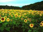 PICT0322.JPG