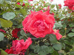 FILE265158.jpg