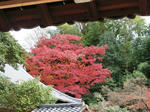 2012_1202_103247-CIMG0537.JPG