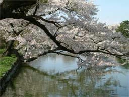 sakura.jpg
