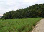 全然咲いてねー