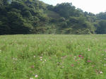 7分咲き