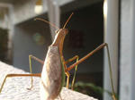 カマキリ２