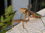 カマキリ３