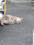 びっこ